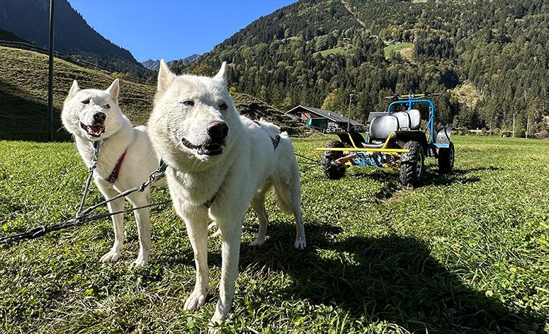 Huskies