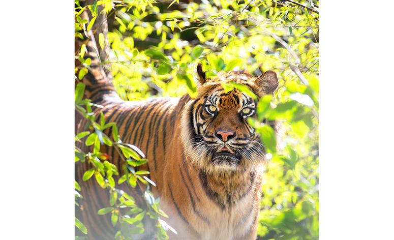 ZooParc de Beauval 