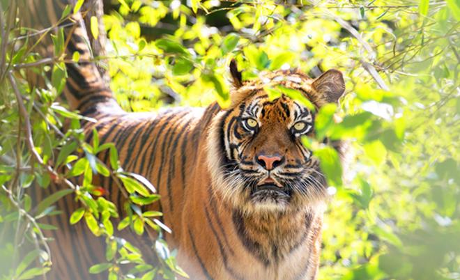 ZooParc de Beauval 